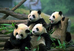 Giant Panda Breeding and Research Base