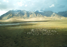 Changtang Grassland